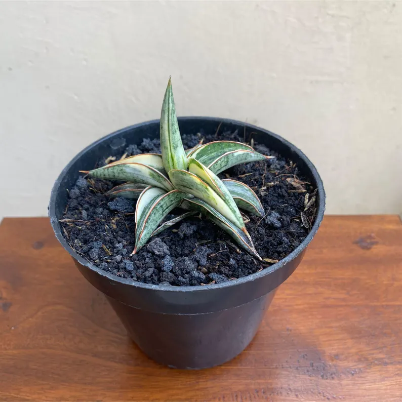 Unusual Plant