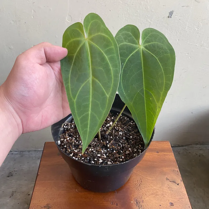 Rare Tropical Plant