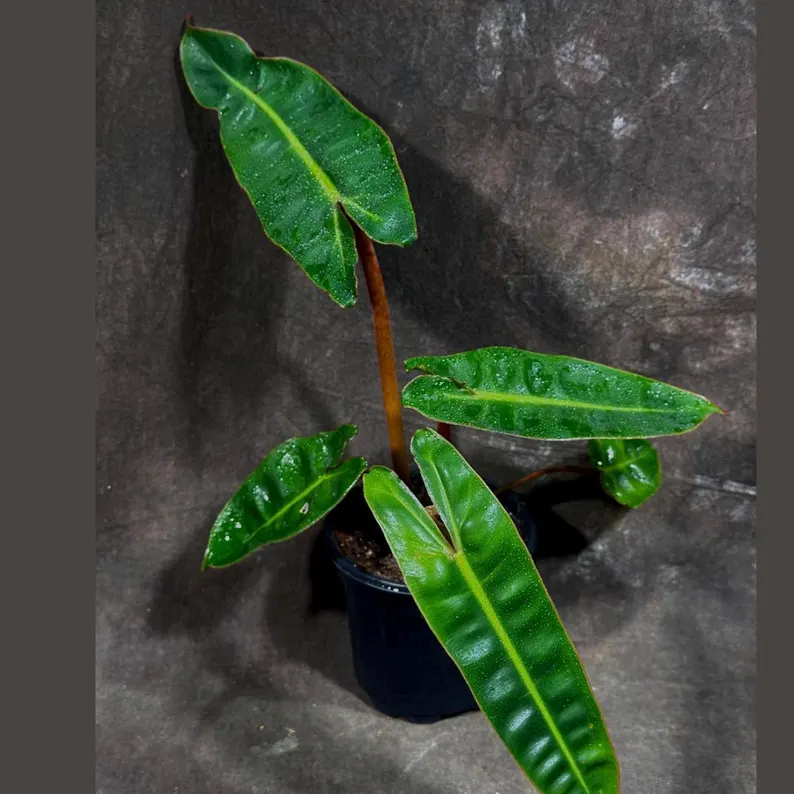 Billietiae House Plants