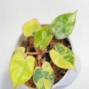 Variegated Starter Plant Rare