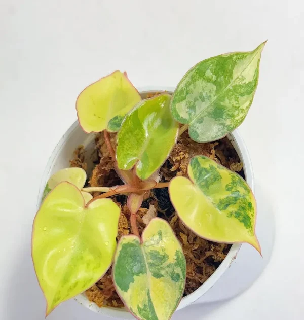 Variegated Starter Plant Rare